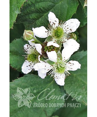 Planta, Mur Navaho, Rubus fruticosus Navaho, ghiveci C2 litri