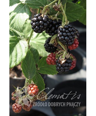 Planta, Mur Navaho, Rubus fruticosus Navaho, ghiveci C2 litri