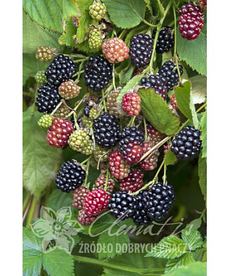 Planta, Mur Navaho, Rubus...