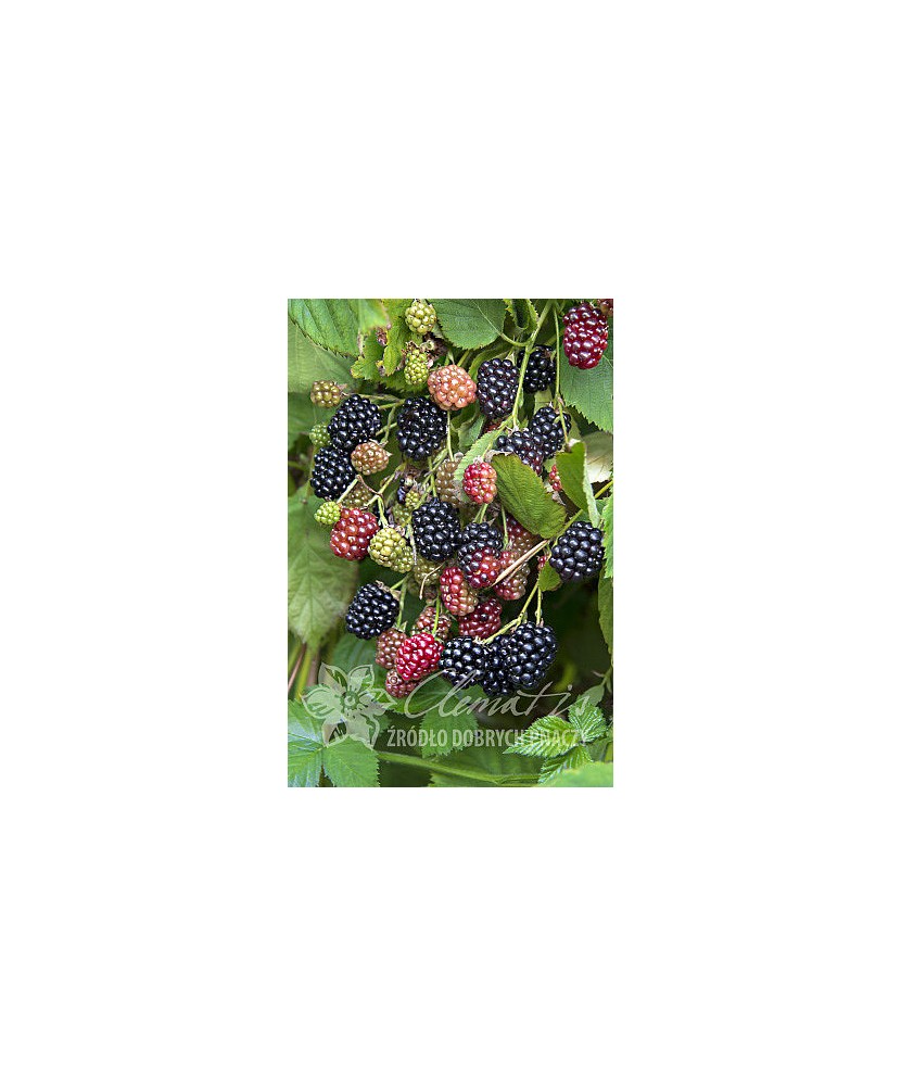 Planta, Mur Navaho, Rubus fruticosus Navaho, ghiveci C2 litri