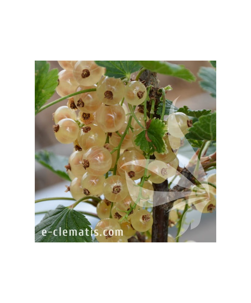 Planta, Coacăz alb Witte Hollander, Ribes rubrum Witte Hollander, ghiveci C2 litri