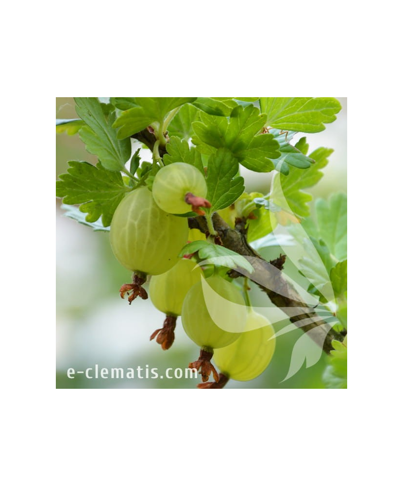 Planta, Agriș verde Hinnonmaki, Ribes uva-crispa Hinnonmaki Gron, ghiveci C2 litri