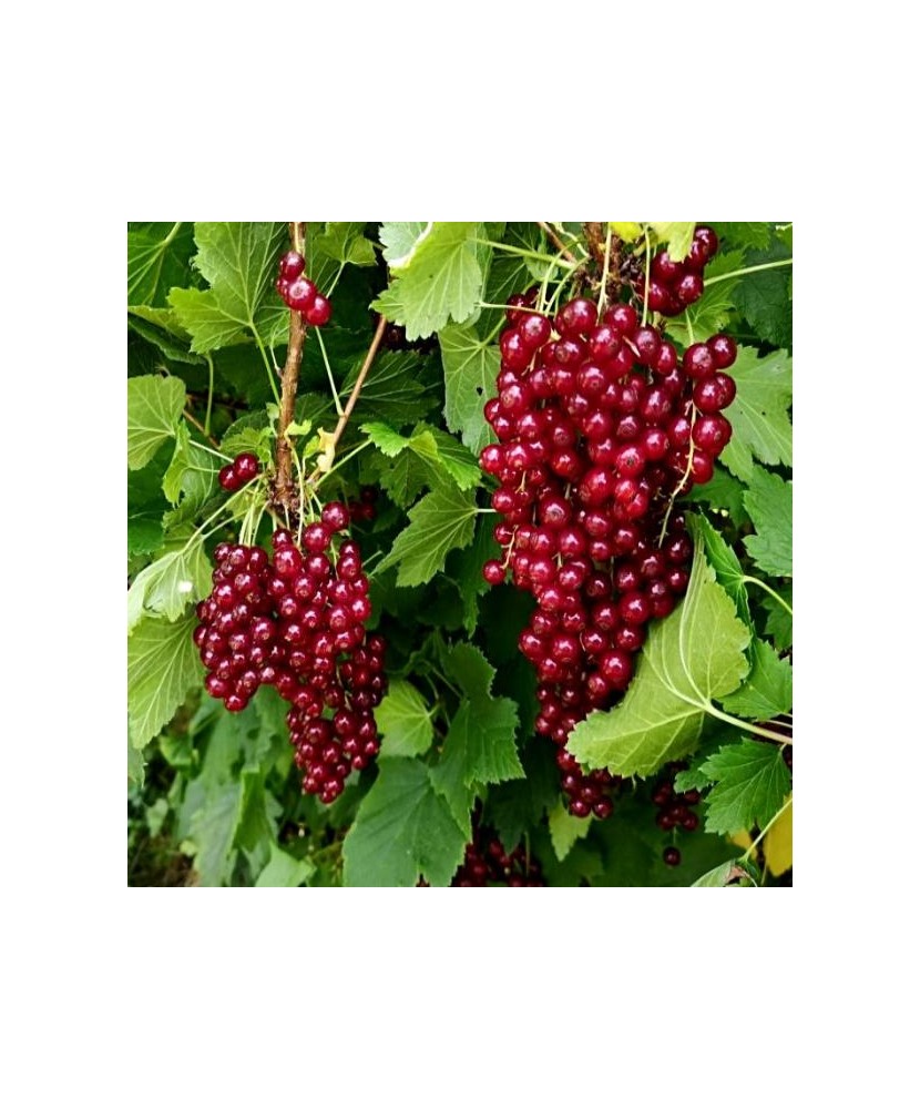 Planta, Coacăz roșu Ulubiena Lwowa, Ribes rubrum Ulubiena Lwowa, ghiveci C2 litri