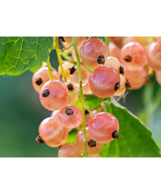 Planta, Coacăz roșu Ulubiena Lwowa, Ribes rubrum Ulubiena Lwowa, ghiveci C2 litri
