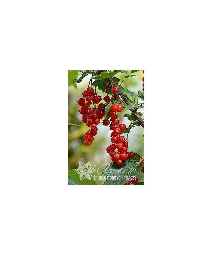 Planta, Coacăz roșu Jonkheer van Tets, Ribes rubrum Jonkheer van Tets, ghiveci C2 litri