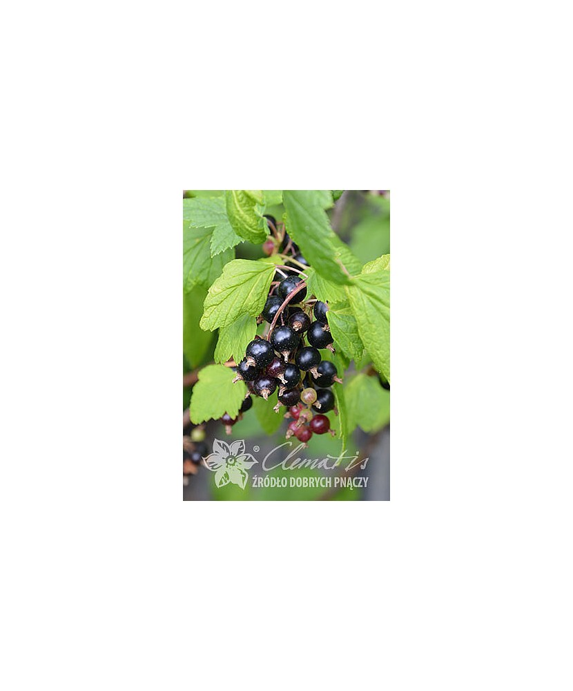 Planta, Coacăz negru Titania, Ribes nigrum Titania, ghiveci C2 litri