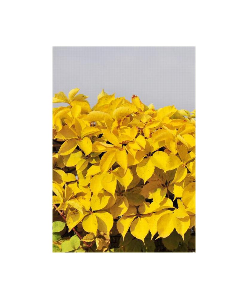 Planta, Specie ornamentală, Parthenocissus quinquefolia Yellow Wall PBR, ghiveci C2 litri