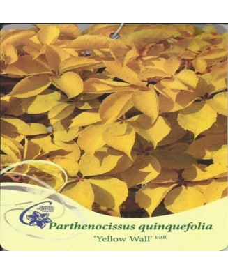 Planta, Specie ornamentală, Parthenocissus quinquefolia Yellow Wall PBR, ghiveci C2 litri