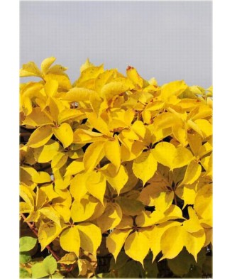 Planta, Specie ornamentală, Parthenocissus quinquefolia Yellow Wall PBR, ghiveci C2 litri