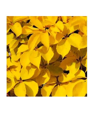 Planta, Specie ornamentală, Parthenocissus quinquefolia Yellow Wall PBR, ghiveci C2 litri
