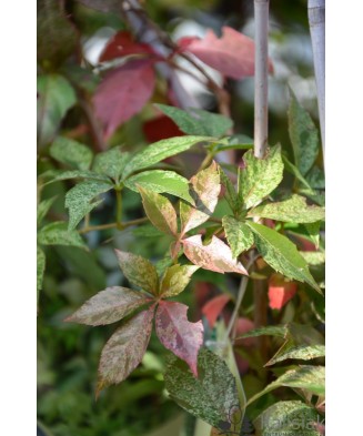 Planta, Specie ornamentală, Parthenocissus quinquefolia STAR SHOWERS, ghiveci P9 litri