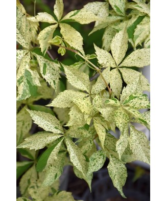 Planta, Specie ornamentală, Parthenocissus quinquefolia STAR SHOWERS, ghiveci P9 litri