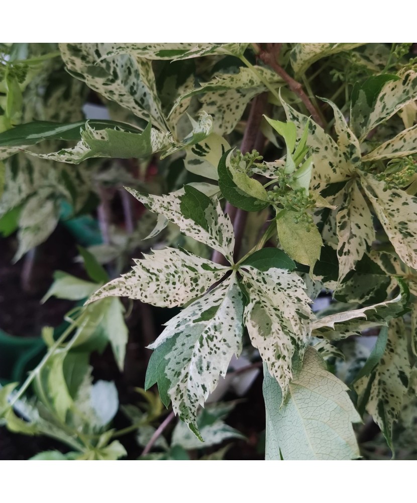 Planta, Specie ornamentală, Parthenocissus quinquefolia STAR SHOWERS, ghiveci P9 litri