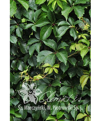 Planta, Specie ornamentală, Parthenocissus quinquefolia REDWALL® Troki, ghiveci C2 litri