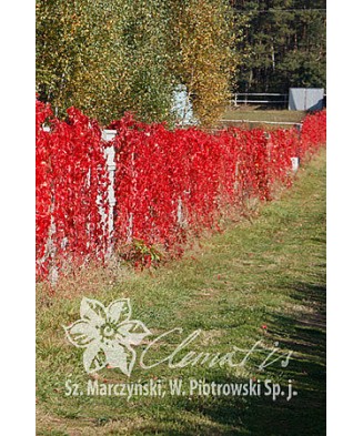 Planta, Specie ornamentală, Parthenocissus quinquefolia REDWALL® Troki, ghiveci C2 litri
