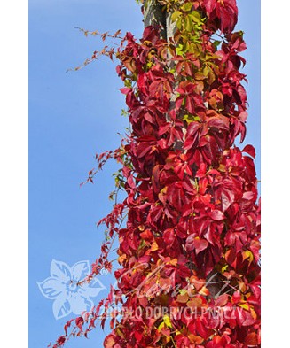 Planta, Specie ornamentală, Parthenocissus quinquefolia REDWALL® Troki, ghiveci C2 litri
