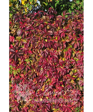 Planta, Specie ornamentală, Parthenocissus quinquefolia REDWALL® Troki, ghiveci C2 litri