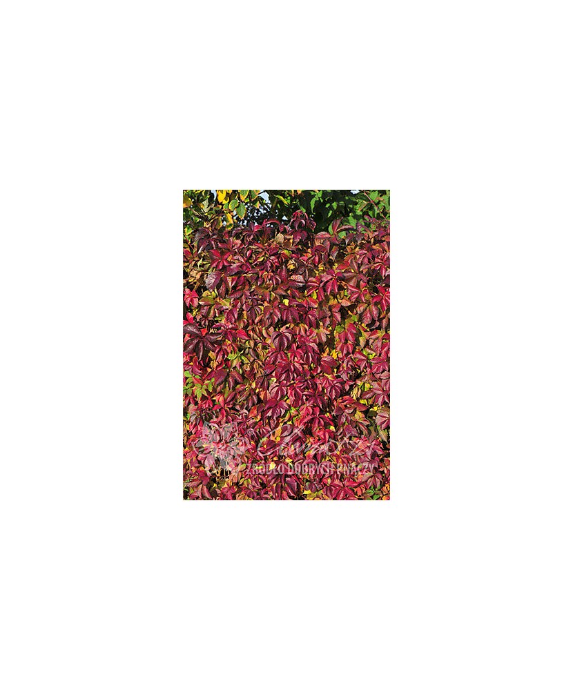 Planta, Specie ornamentală, Parthenocissus quinquefolia REDWALL® Troki, ghiveci C2 litri
