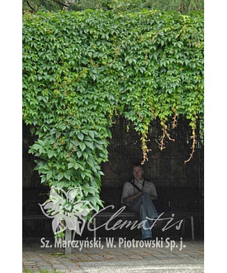 Planta, Specie ornamentală, Parthenocissus quinquefolia, ghiveci P9 litri