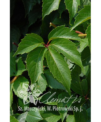 Planta, Specie ornamentală, Parthenocissus quinquefolia, ghiveci P9 litri