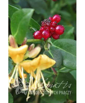 Planta, Specie ornamentală, Lonicera periclymenum Graham Thomas, ghiveci C2 litri