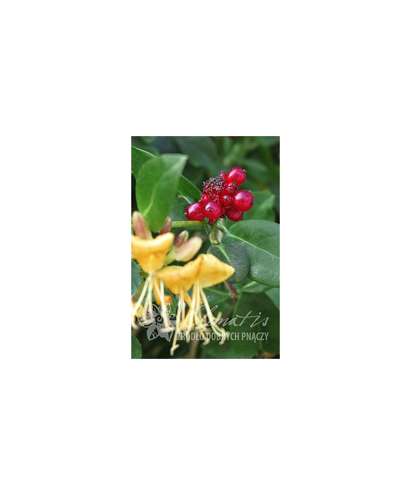 Planta, Specie ornamentală, Lonicera periclymenum Graham Thomas, ghiveci C2 litri