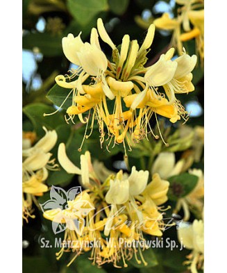 Planta, Specie ornamentală, Lonicera periclymenum Graham Thomas, ghiveci C2 litri