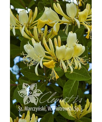 Planta, Specie ornamentală, Lonicera periclymenum Graham Thomas, ghiveci C2 litri