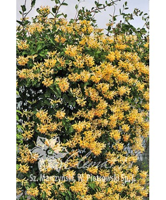 Planta, Specie ornamentală, Lonicera periclymenum Graham Thomas, ghiveci C2 litri
