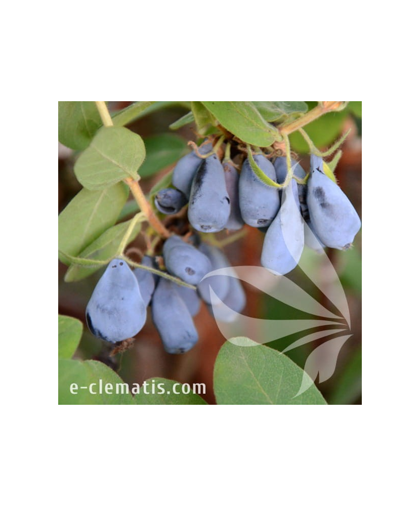 Planta, Specie ornamentală, Lonicera kamtschatica Jolanta, ghiveci C2 litri