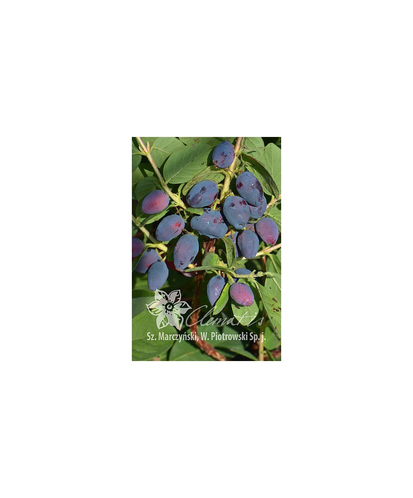 Planta, Specie ornamentală, Lonicera kamtschatica Duet, ghiveci C2 litri