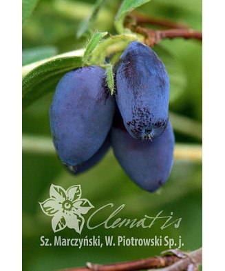 Planta, Specie ornamentală, Lonicera kamtschatica Duet, ghiveci C2 litri