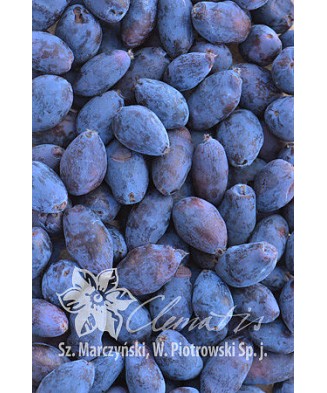 Planta, Specie ornamentală, Lonicera kamtschatica Duet, ghiveci C2 litri