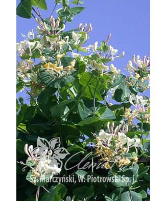 Planta, Specie ornamentală, Lonicera caprifolium, ghiveci P9 litri