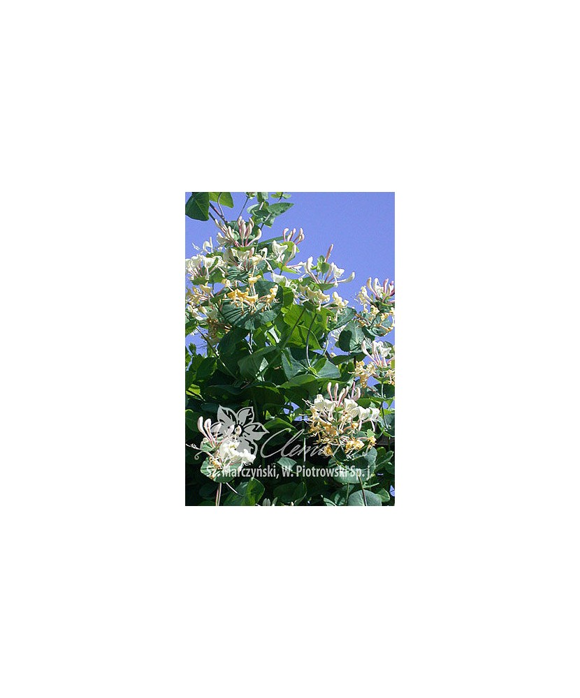 Planta, Specie ornamentală, Lonicera caprifolium, ghiveci P9 litri