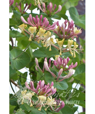 Planta, Specie ornamentală, Lonicera caprifolium, ghiveci P9 litri