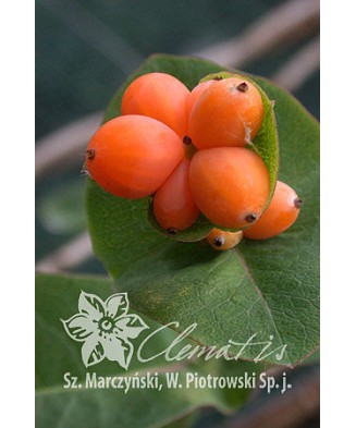 Planta, Specie ornamentală, Lonicera caprifolium, ghiveci P9 litri