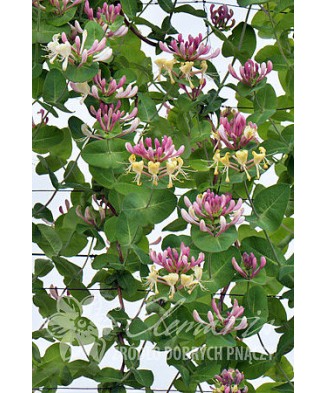 Planta, Specie ornamentală, Lonicera caprifolium, ghiveci P9 litri