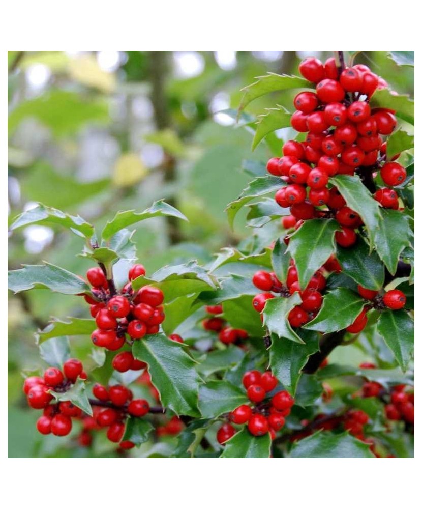 Planta, Specie ornamentală, Ilex ×meserveae Blue Prince, ghiveci C2 litri