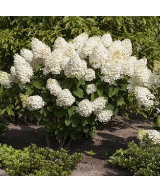 Planta, Specie ornamentală, Hydrangea panic. Silver Dollar, ghiveci C2 litri