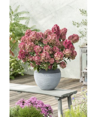 Planta, Specie ornamentală, Hydrangea panic. PETITE® STAR Coustar02 PBR, ghiveci C2 litri