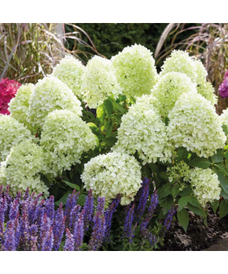 Planta, Specie ornamentală, Hydrangea panic. Silver Dollar, ghiveci C2 litri
