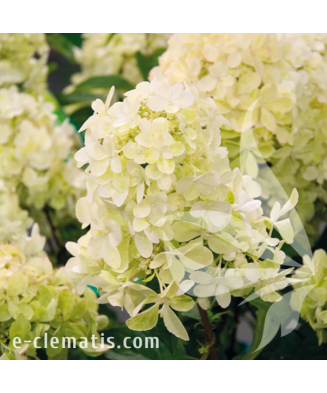 Planta, Specie ornamentală, Hydrangea panic. Silver Dollar, ghiveci C2 litri