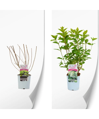 Planta, Specie ornamentală, Hydrangea panic. Silver Dollar, ghiveci C2 litri