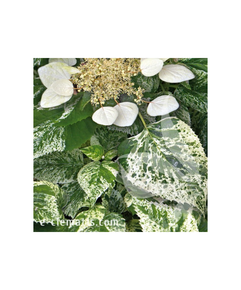 Planta, Specie ornamentală, Hydrangea hydrangeoides BURST OF LIGHT®, ghiveci C2 litri