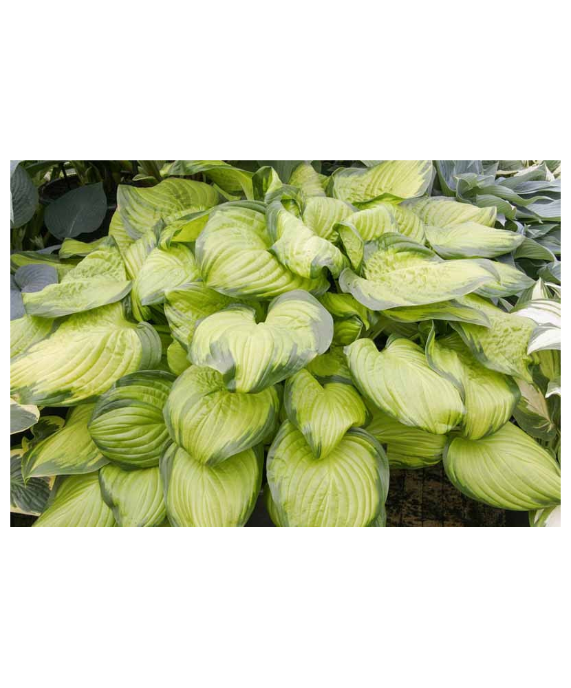 Planta, Specie ornamentală, Hosta Stained Glass, ghiveci C2 litri