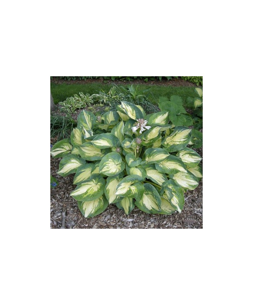Planta, Specie ornamentală, Hosta Great Expectations, ghiveci C2 litri