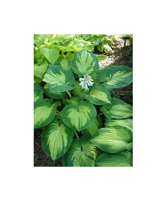 Planta, Specie ornamentală, Hosta Great Expectations, ghiveci C2 litri