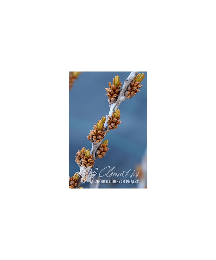 Planta, Specie ornamentală, Hippophae rhamnoides Otto, ghiveci C2 litri