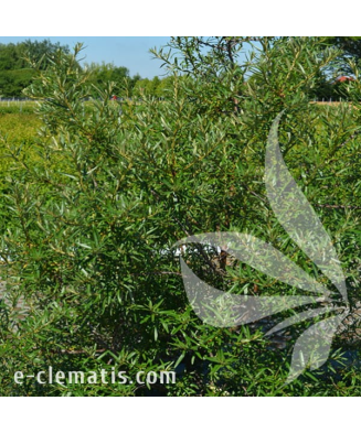 Planta, Specie ornamentală, Hippophae rhamnoides Otto, ghiveci C2 litri